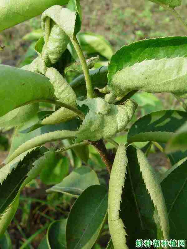 苹果茎痘病毒症状(苹果茎痘病毒)